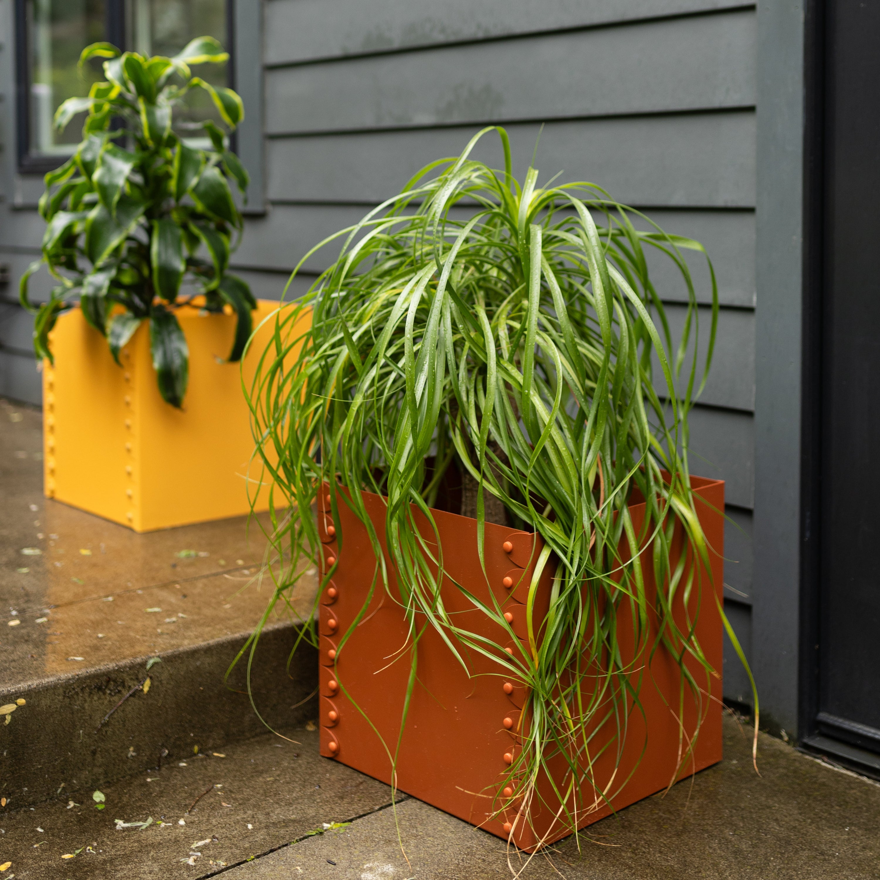 Two potted plants on a concrete surface with a dark gray wall in the background.