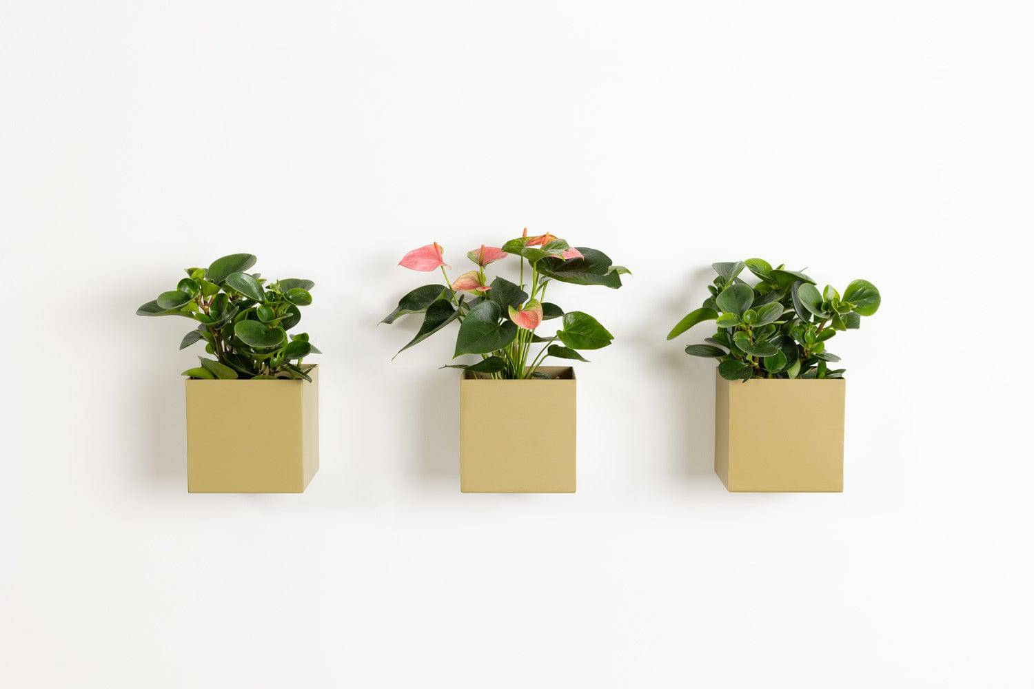 Box Planters - Safran Everyday