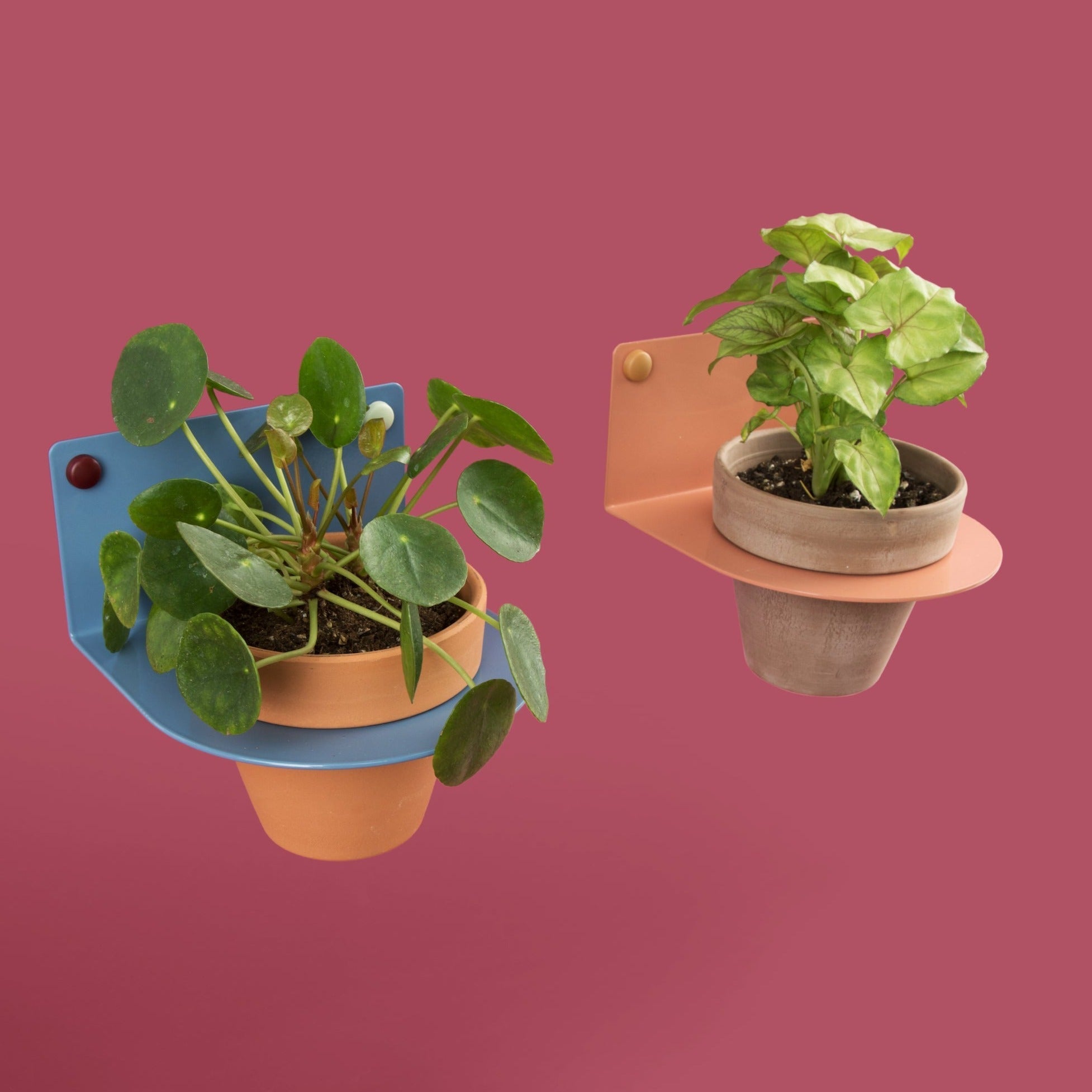 blue wall plant holder pink wall plant holder