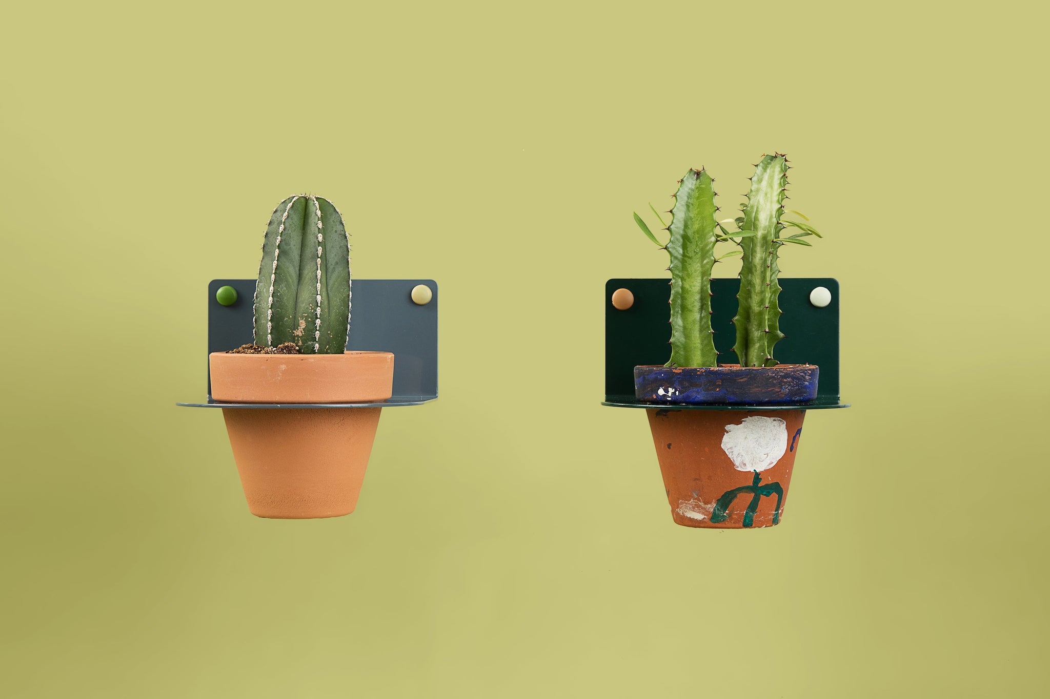 blue wall cactus plant holder green cactus plant holder 