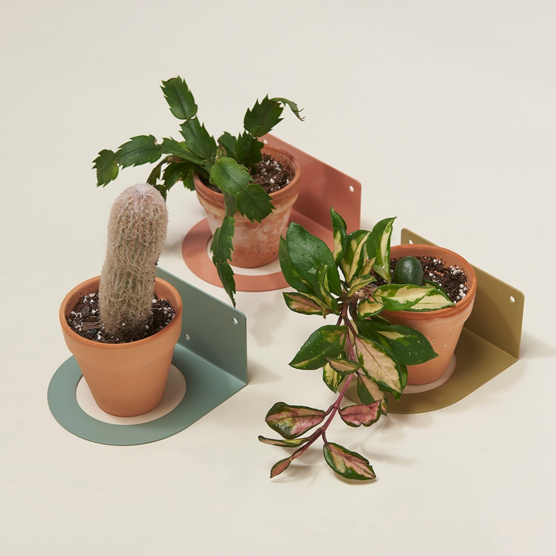 4" Plant Holder for Wall - Safran Everyday