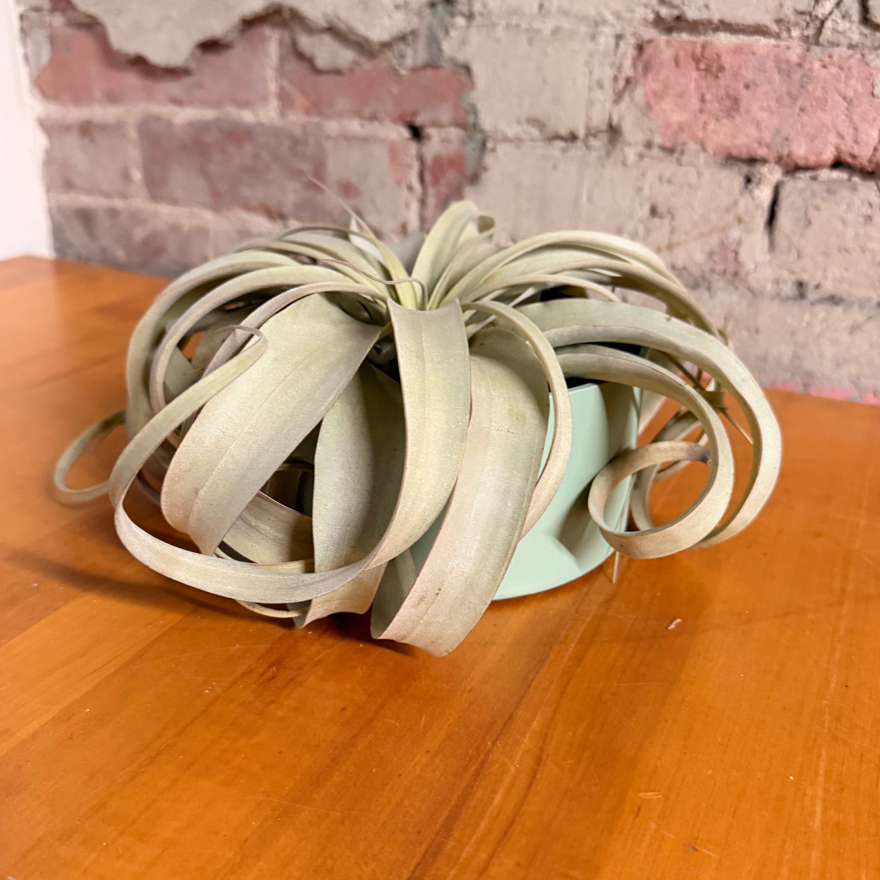 Air Plant Holders - Safran Everyday