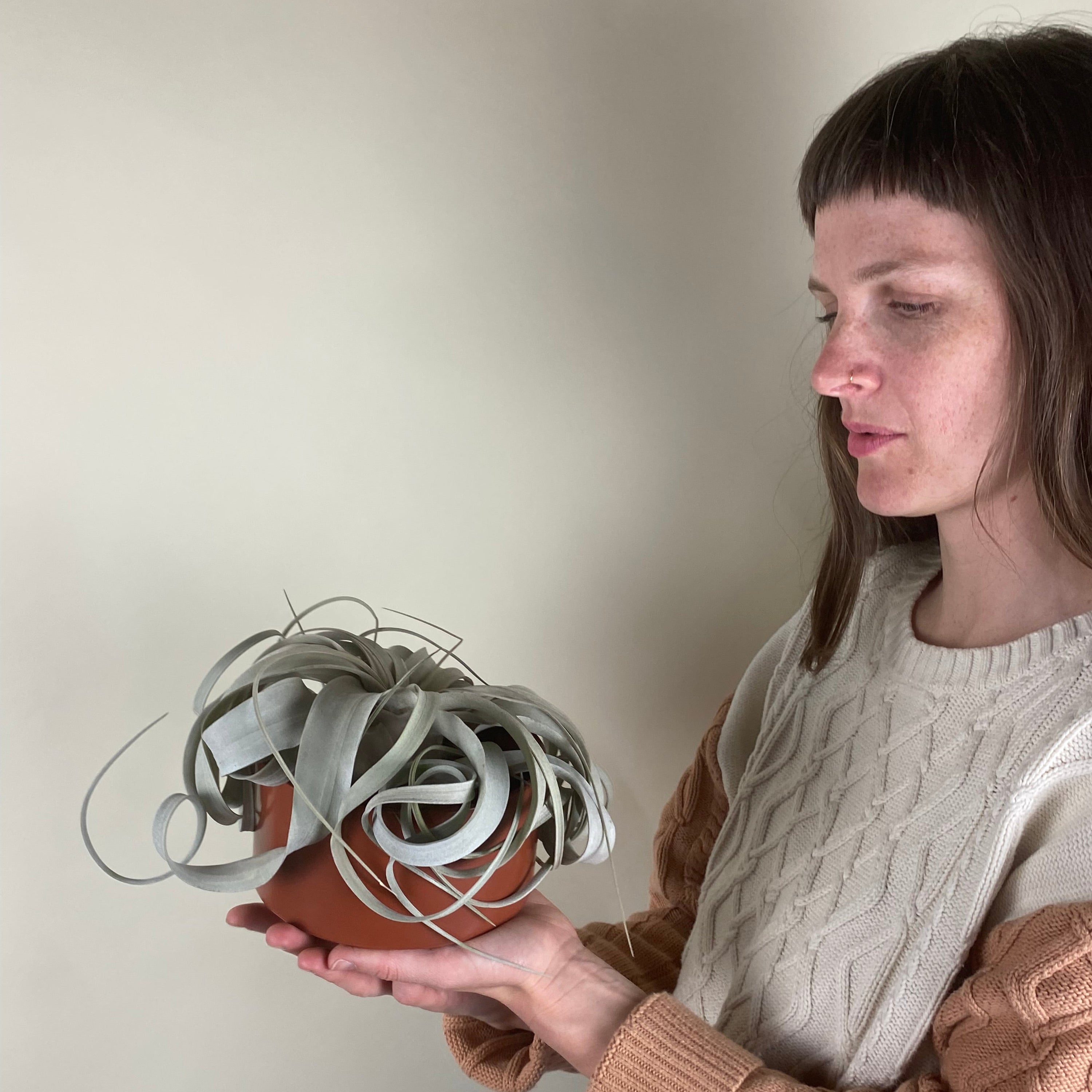 Air Plant Holders - Safran Everyday