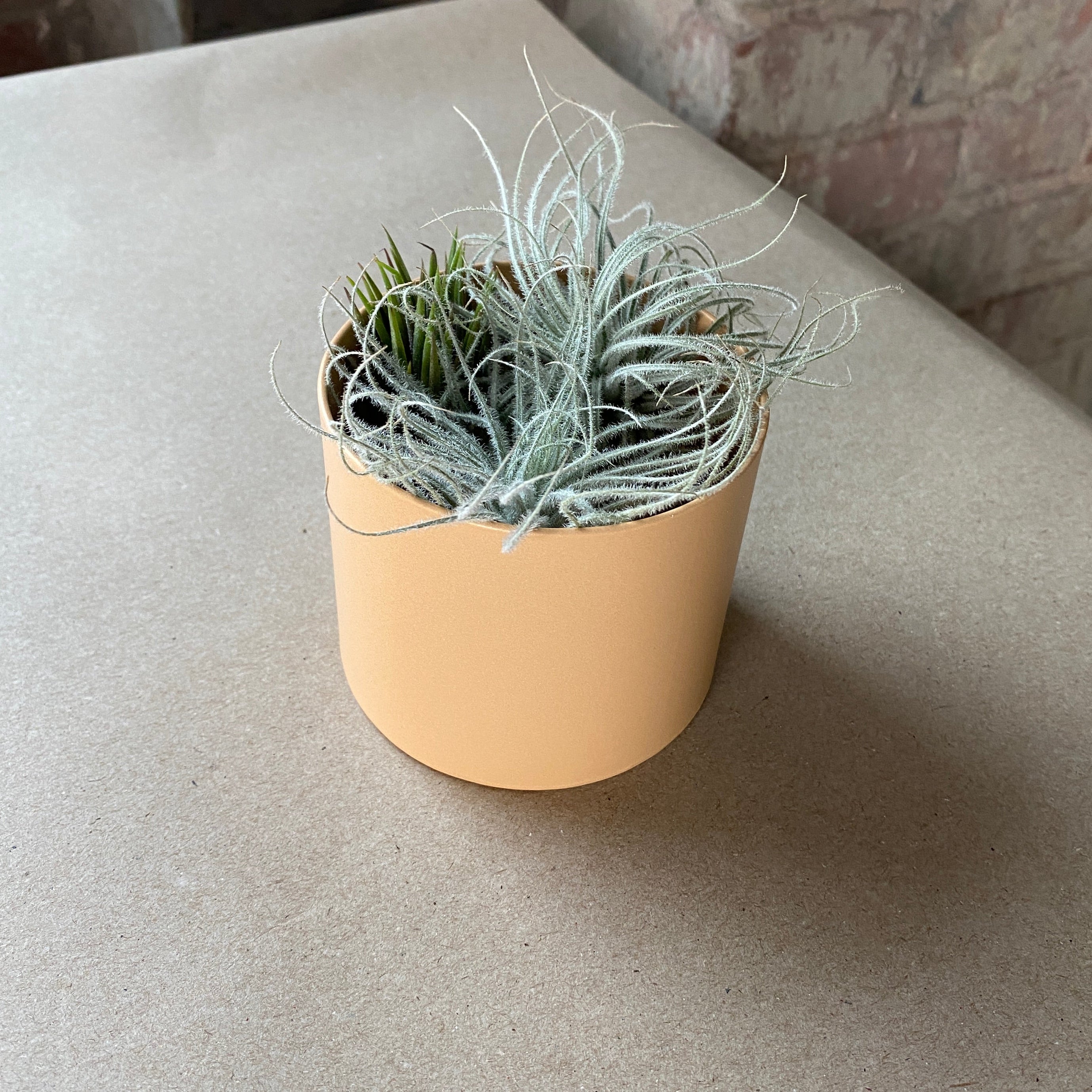 Air Plant Holders - Safran Everyday