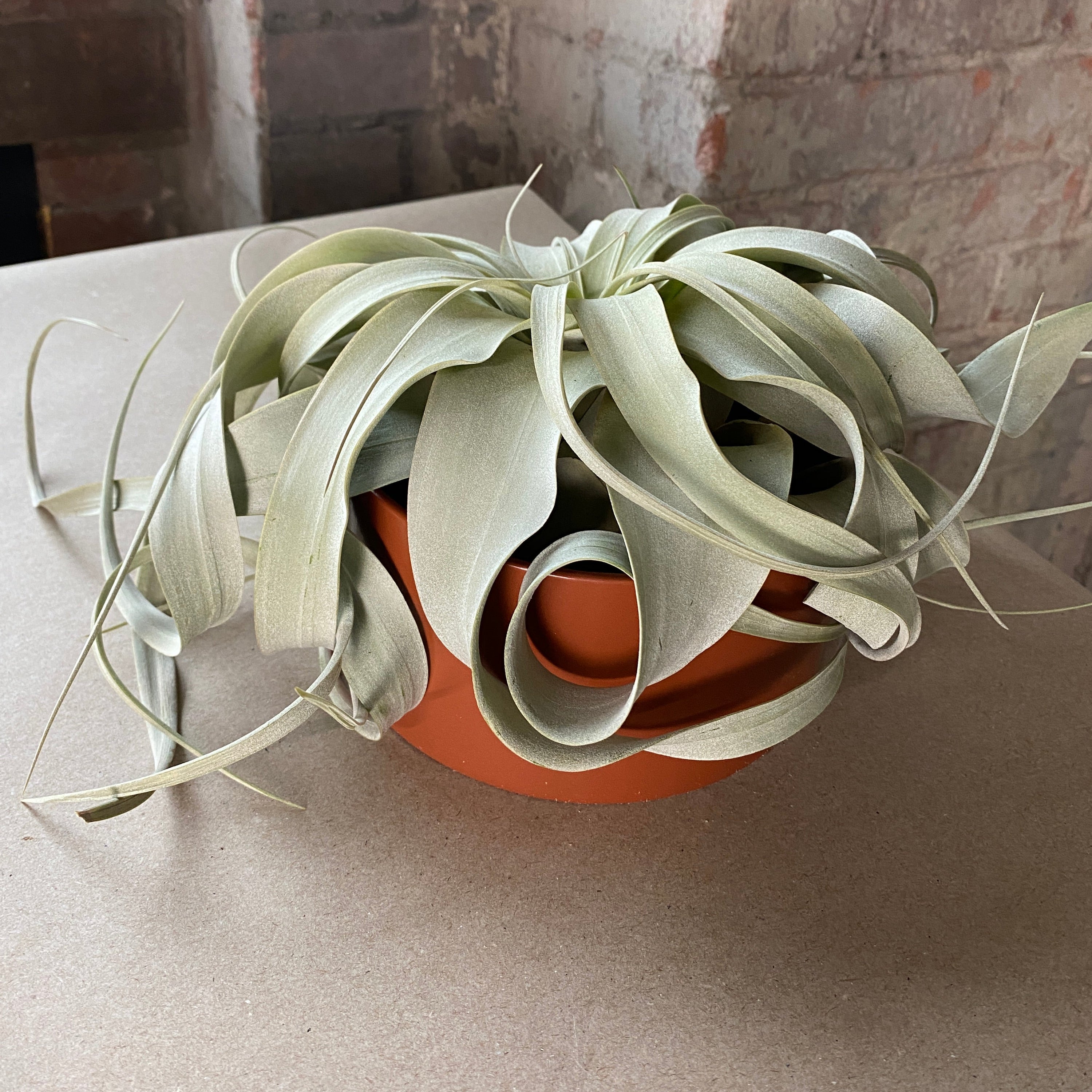 Air Plant Holders - Safran Everyday