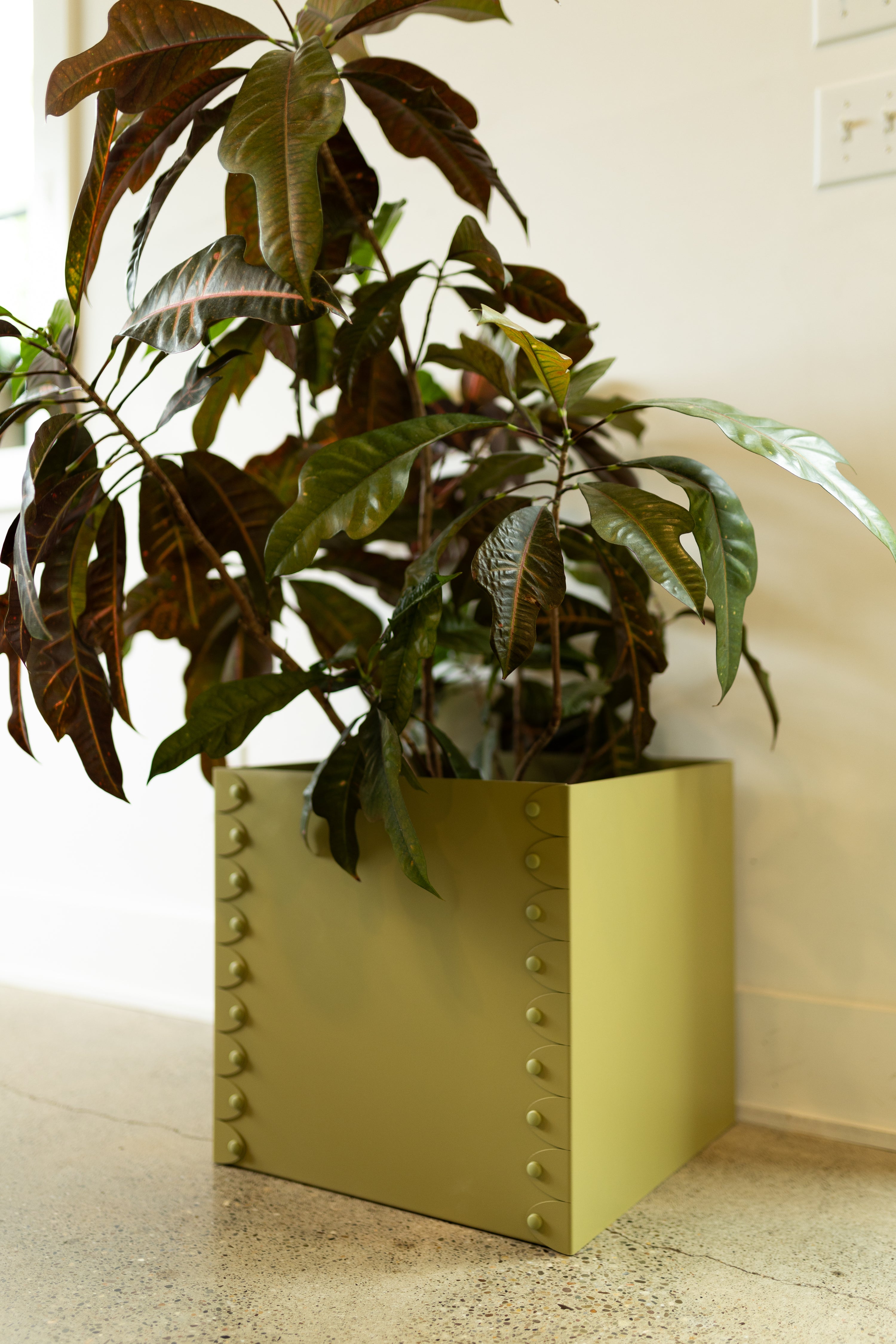 Green plant in a decorative pot with metallic accents on a light-colored floor.