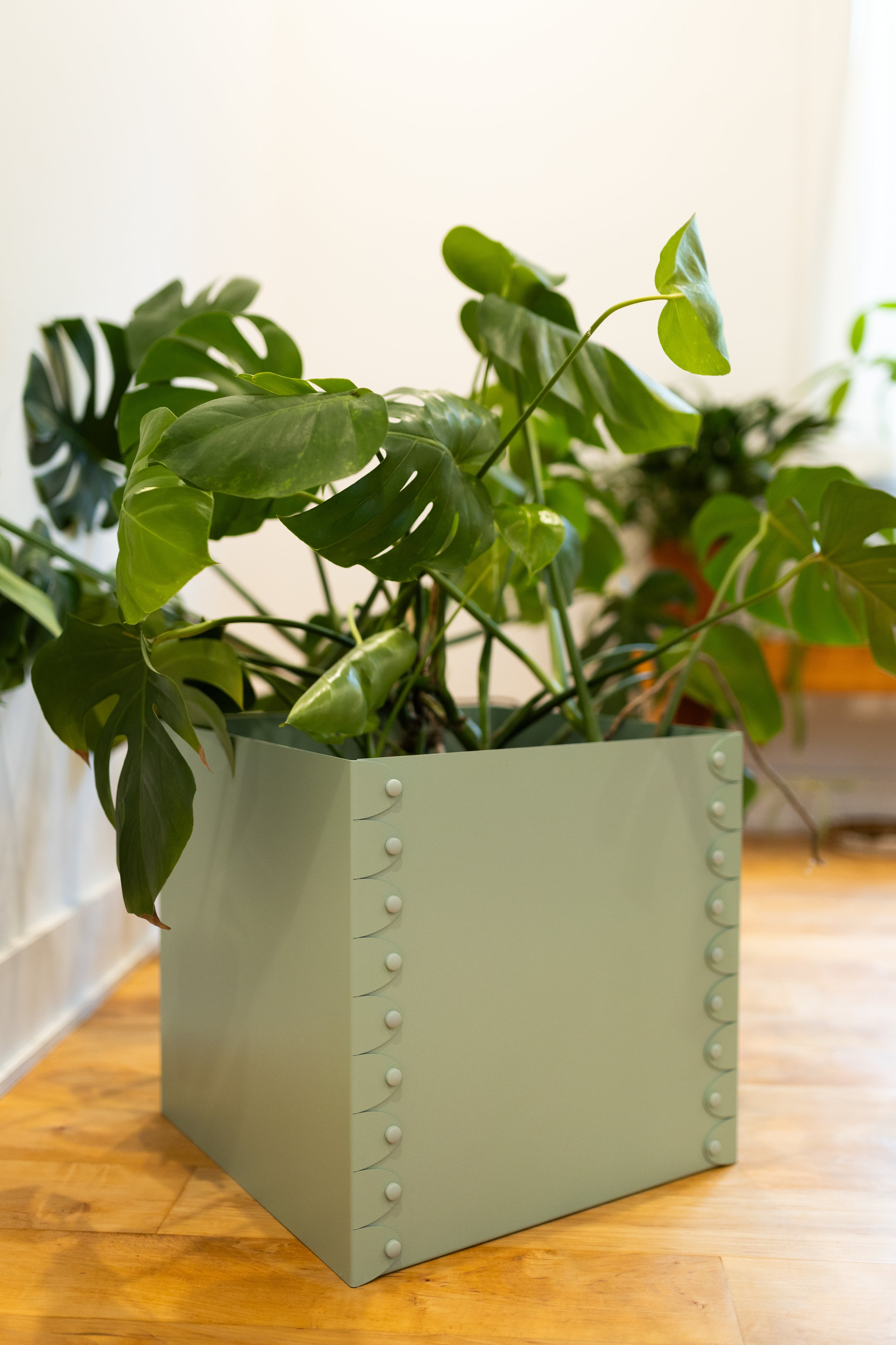 Green plant in a decorative metal planter on a wooden surface