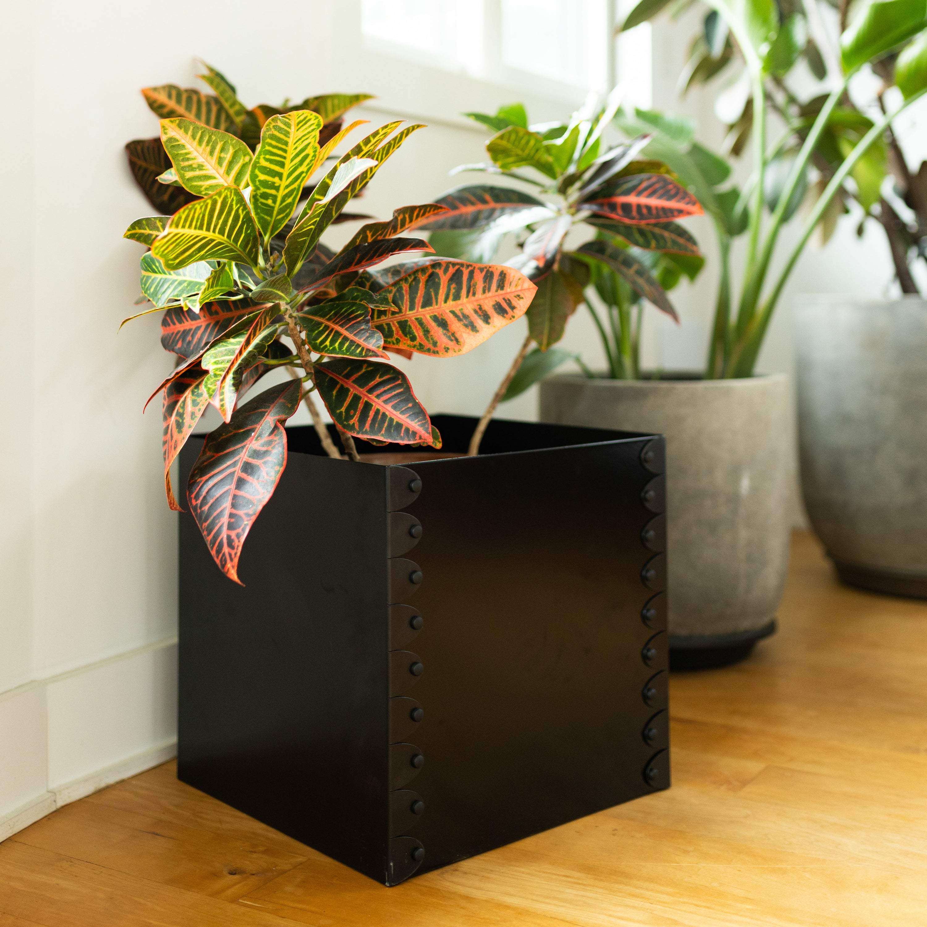 Black planter with a colorful leafed plant on a wooden floor with other plants in the background.