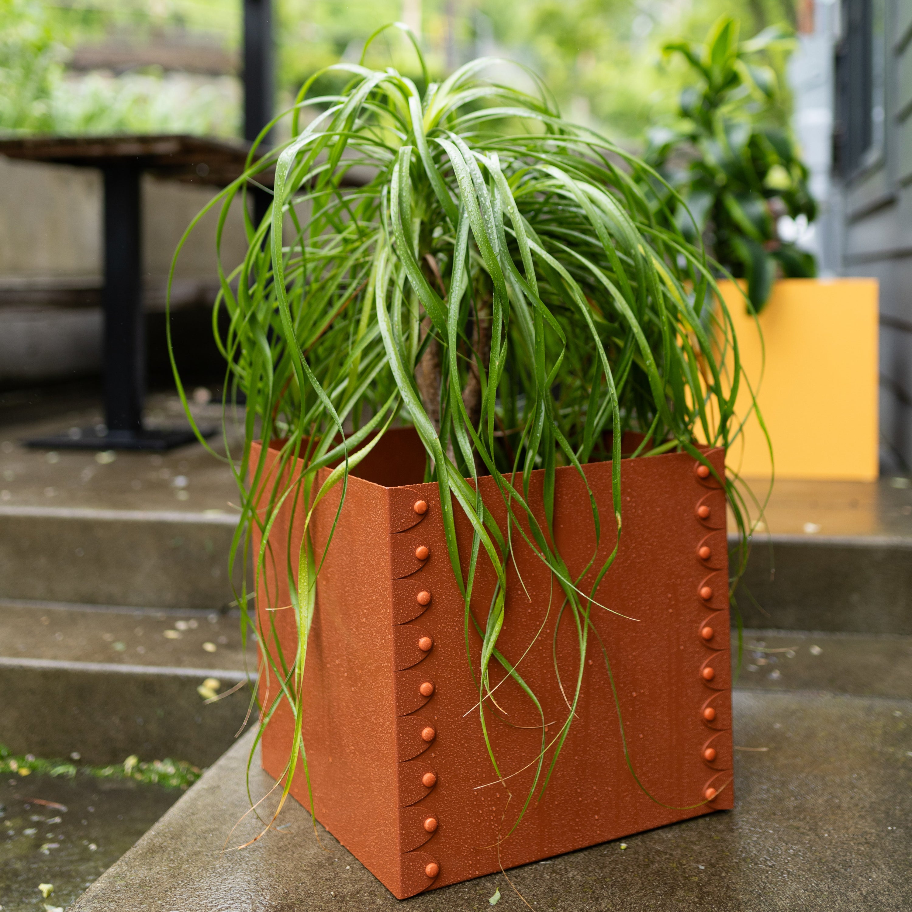 Green potted plant in a decorative brown pot on a concrete surface with blurred background