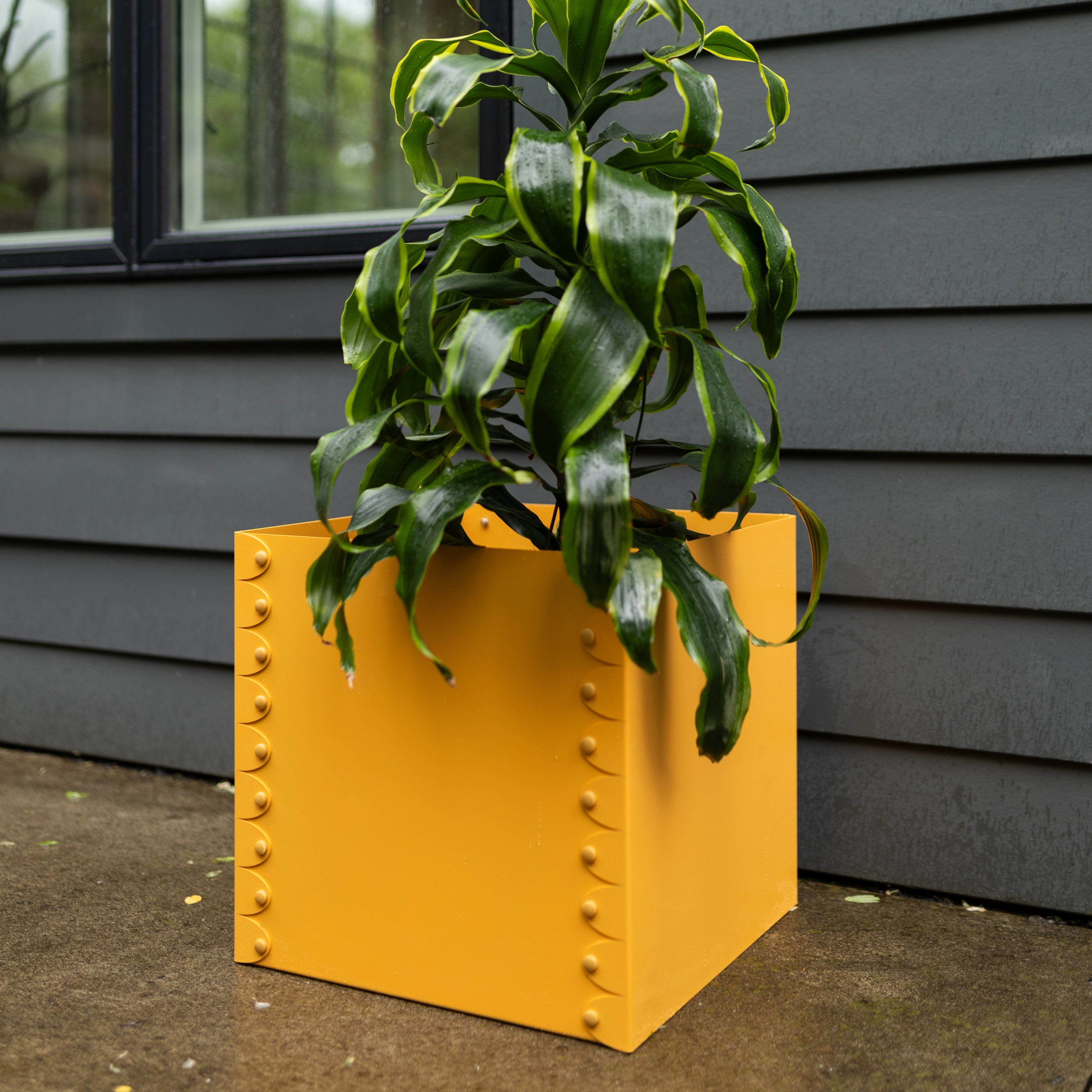 Green plant in a yellow planter against a gray building exterior