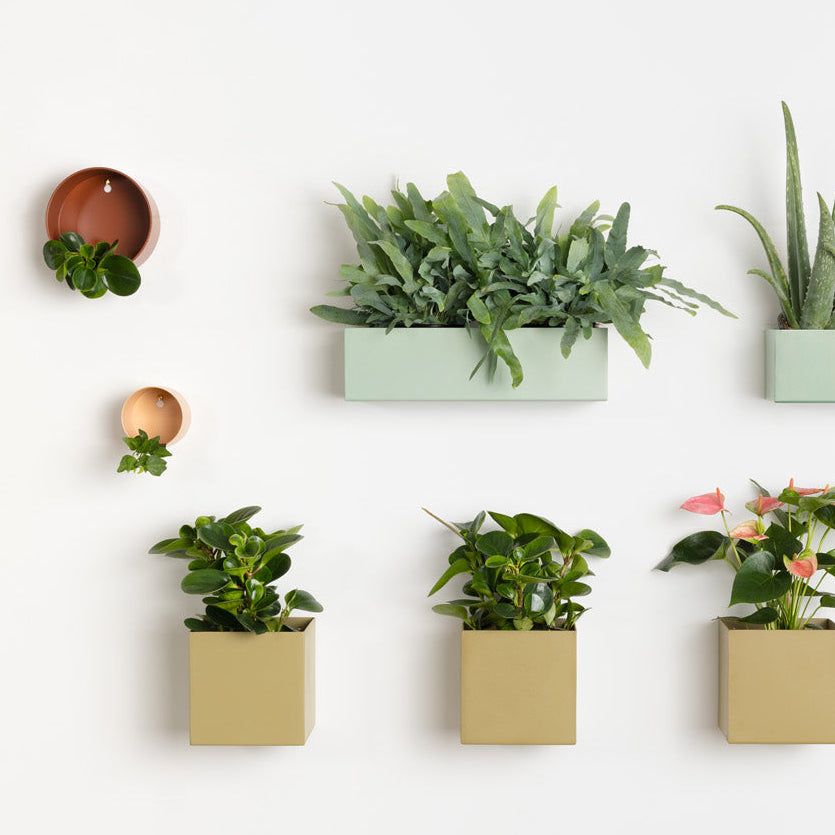 Air Plant Holders - Safran Everyday