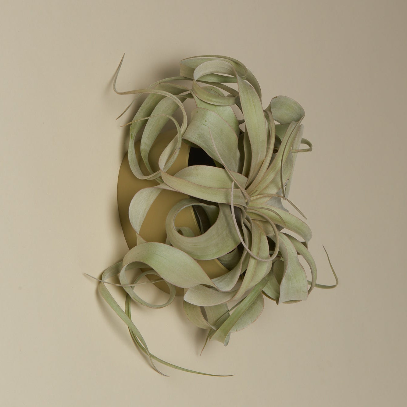 Air Plant Holders - Safran Everyday