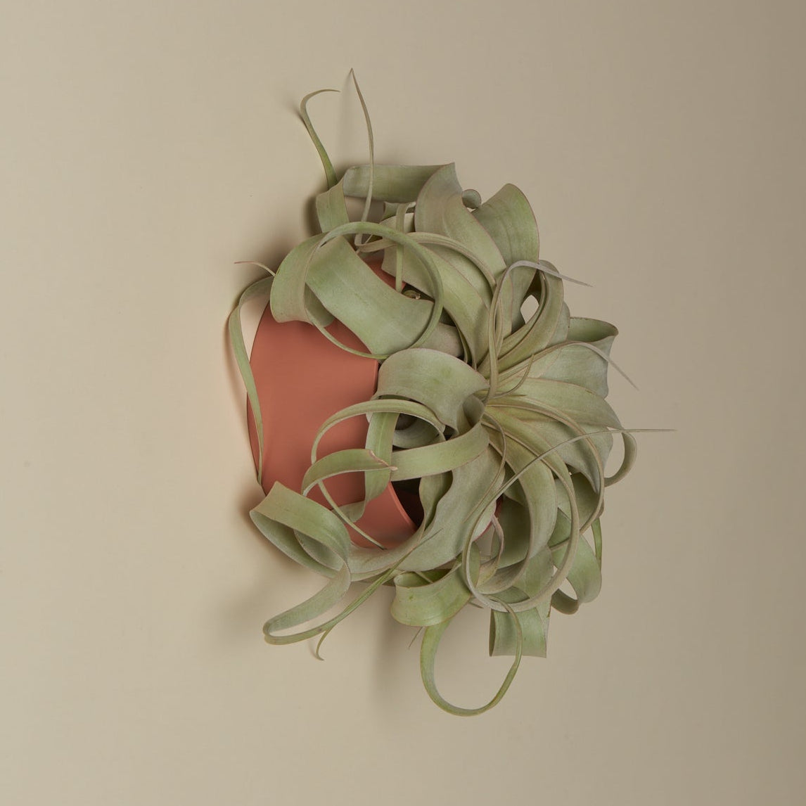 Air Plant Holders - Safran Everyday