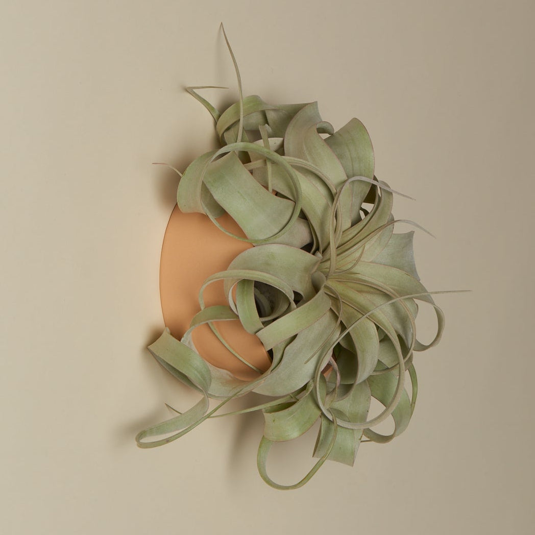 Air Plant Holders - Safran Everyday