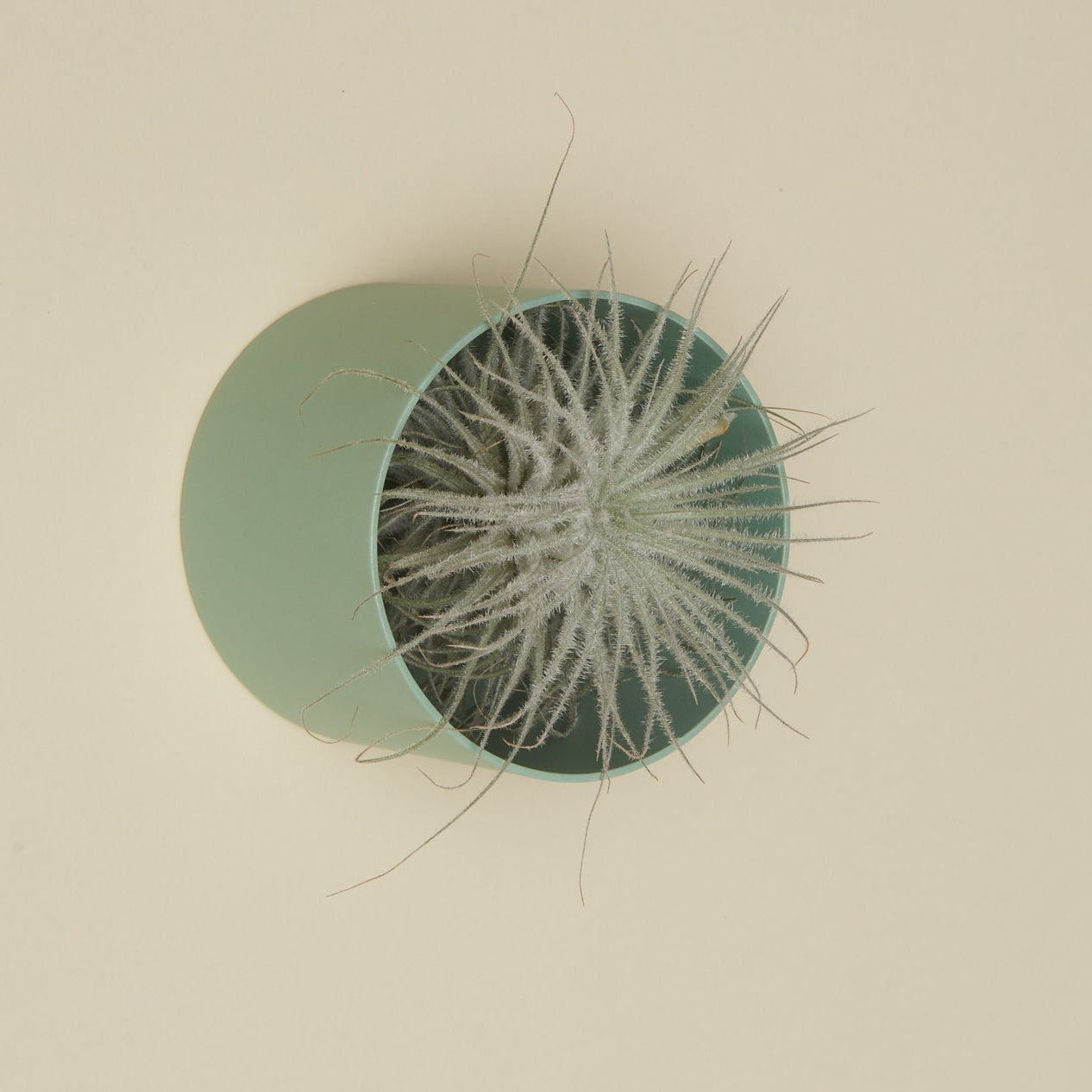 Air Plant Holders - Safran Everyday