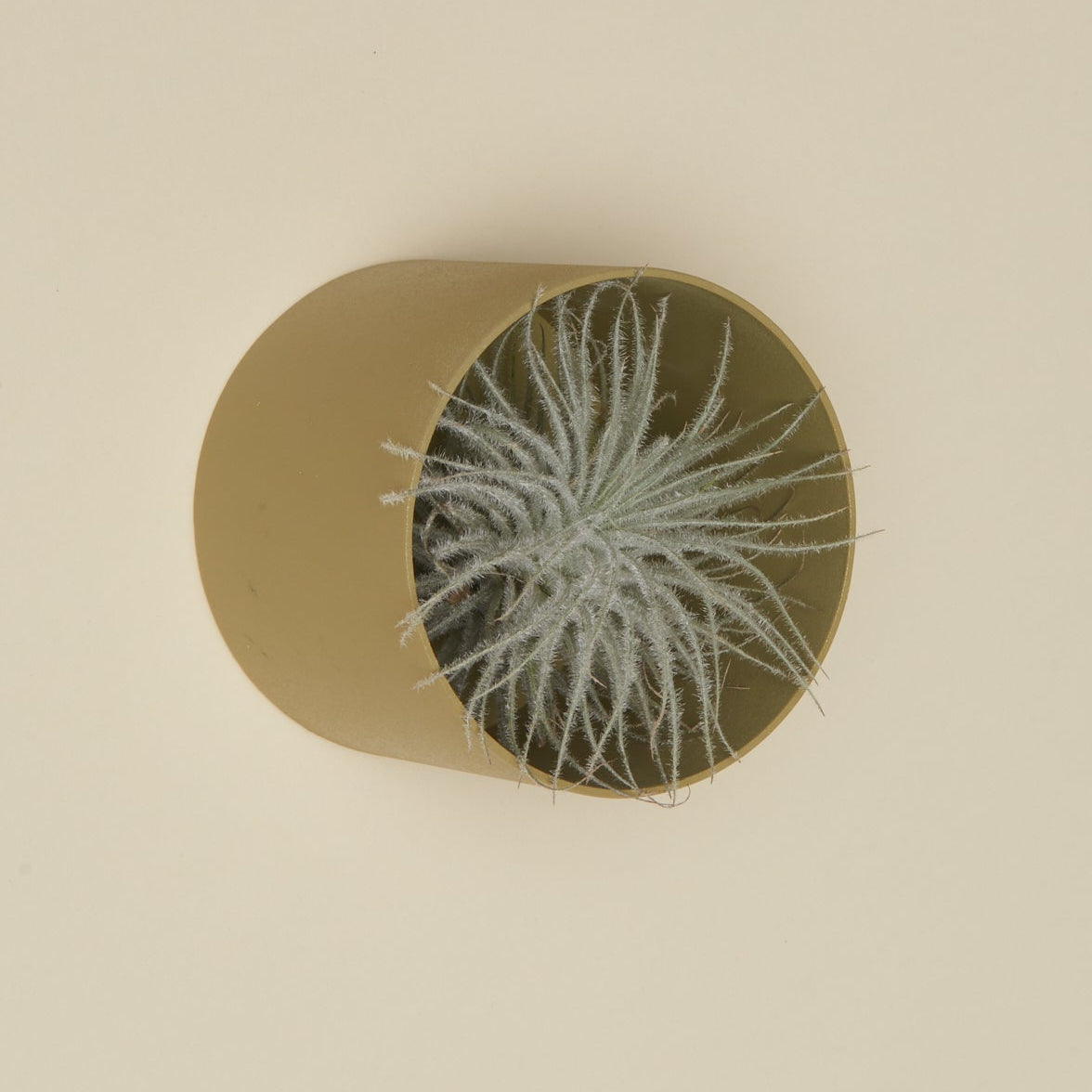 Air Plant Holders - Safran Everyday