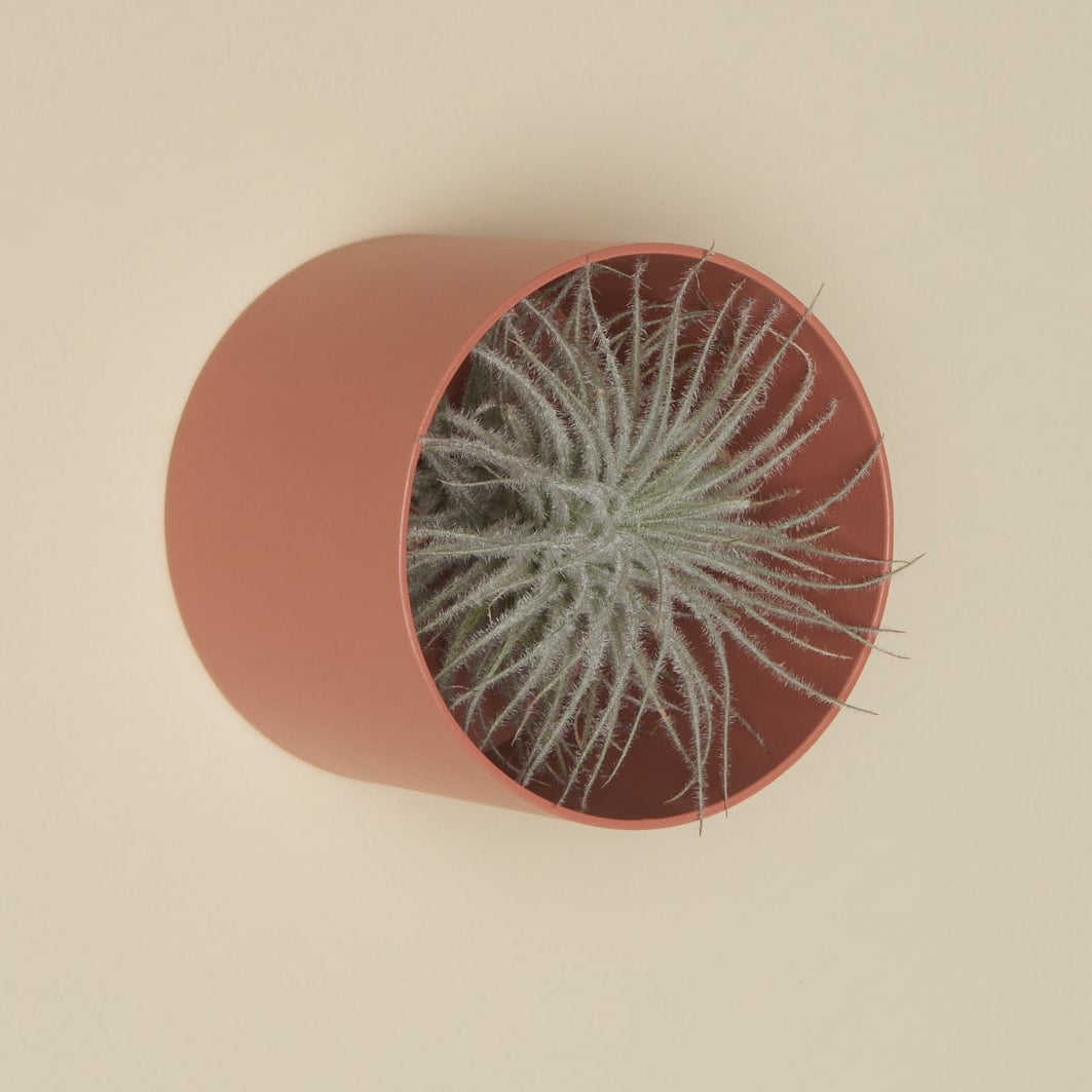 Air Plant Holders - Safran Everyday