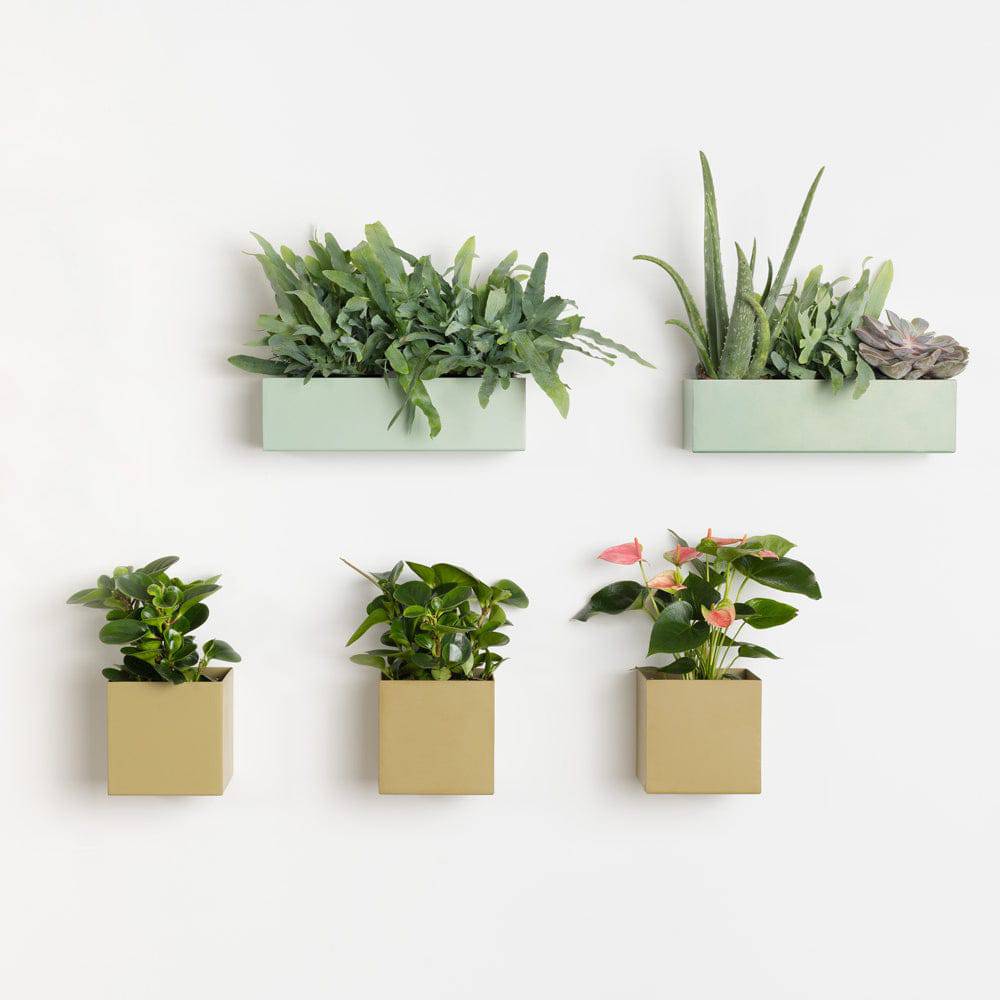 Box Planters - Safran Everyday